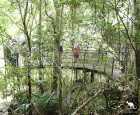 米纳姆拉雨林（Minnamurra Rainforest）