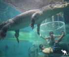 鳄鱼公园（Crocosaurus Cove）