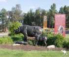 泰朗加西部平原动物园（Taronga Western Plains Zoo）