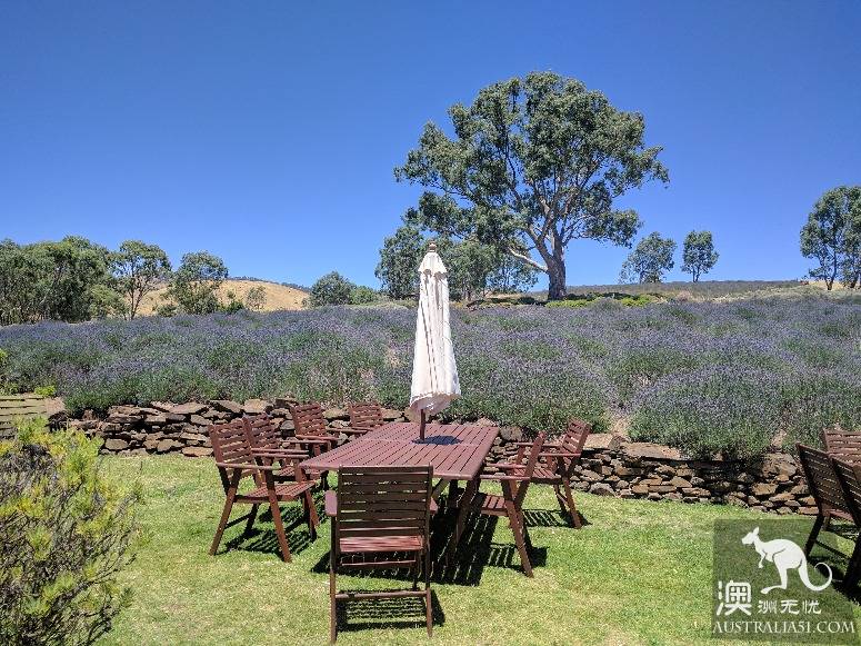 探访林道薰衣草农场（Lyndoch Lavender Farm）