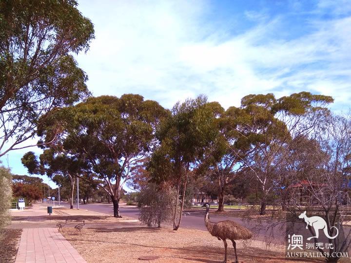 地下城市库伯佩迪(Coober Pedy)寻宝3日游