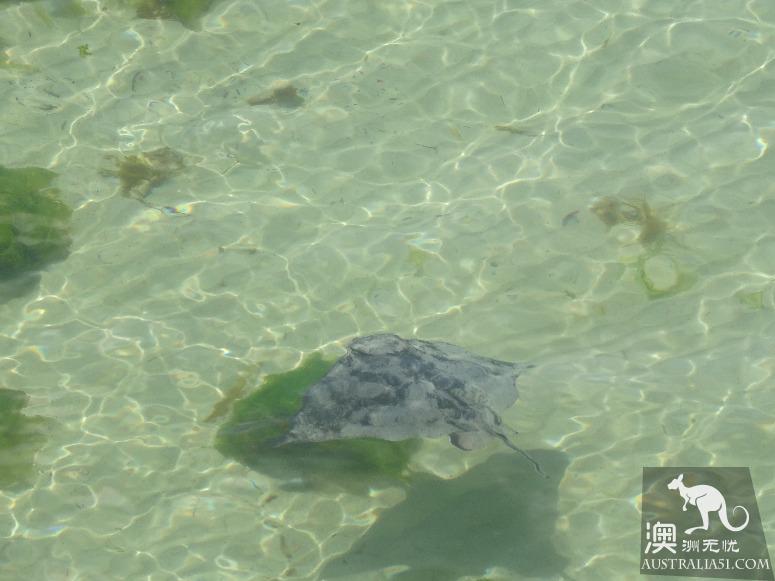 阿德莱德粉红湖(Bumbunga Lake)完全攻略,自驾跟团均适用