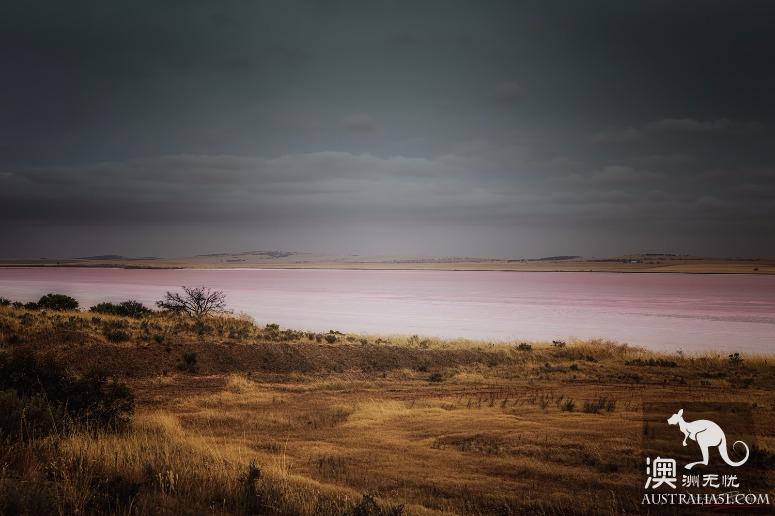 阿德莱德粉红湖(Bumbunga Lake)完全攻略,自驾跟团均适用