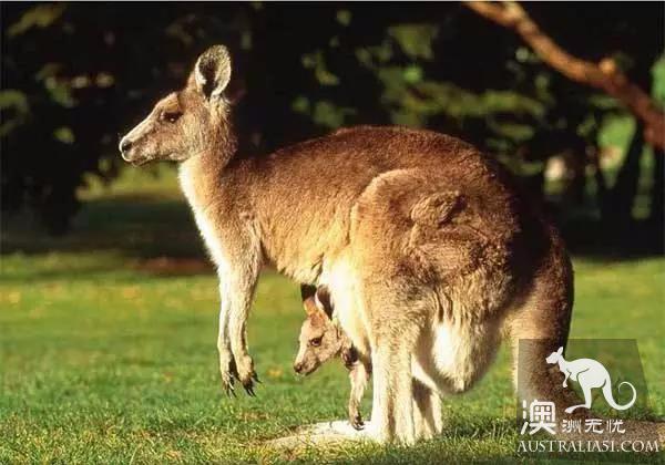 神秘疾病让澳洲数百万只袋鼠离奇死亡