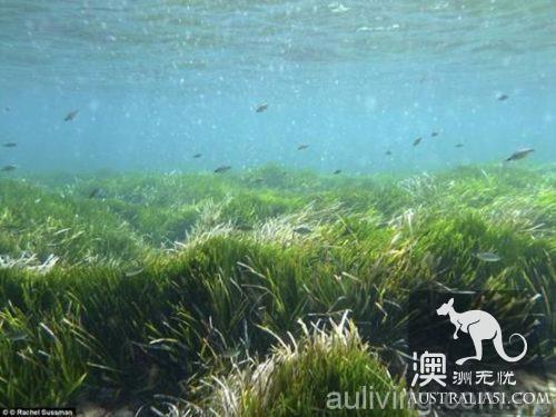 探寻世界上最古老的生物