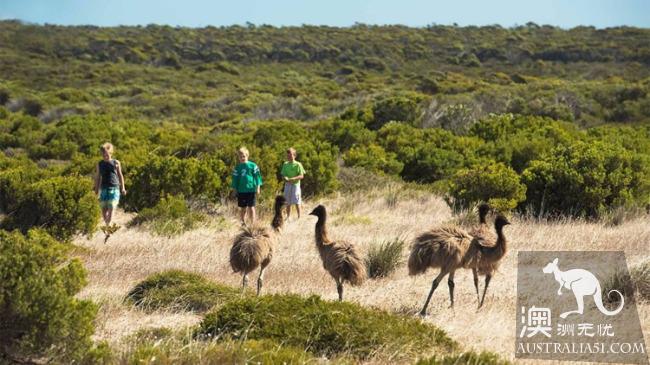 艾尔半岛(Eyre Peninsula),并不多见的人间净土