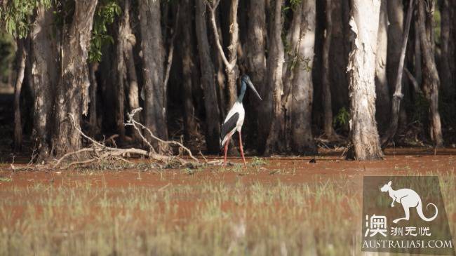 达尔文（Darwin）深度旅游：探索、冒险、野生动物、原住文化