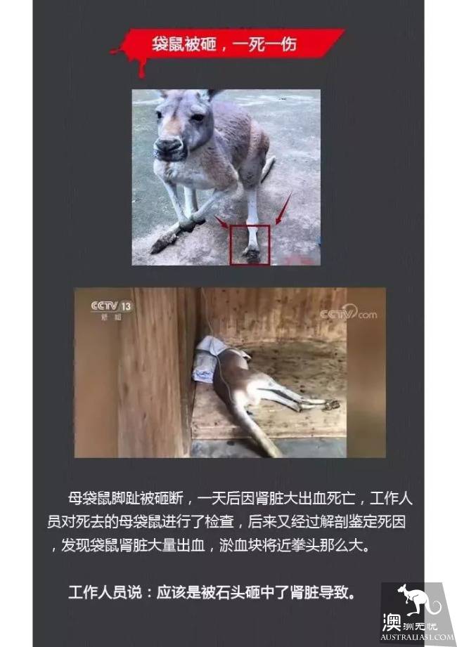 中国游客在动物园内乱石砸死袋鼠，野蛮行为遭外媒疯狂谴责！
