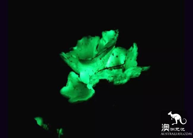 幽灵蘑菇，黑夜中的精灵，带上装备，一起去南澳森林探险