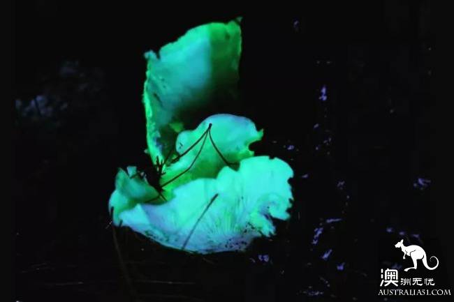 幽灵蘑菇，黑夜中的精灵，带上装备，一起去南澳森林探险