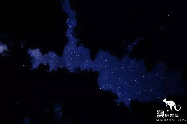 幽灵蘑菇，黑夜中的精灵，带上装备，一起去南澳森林探险