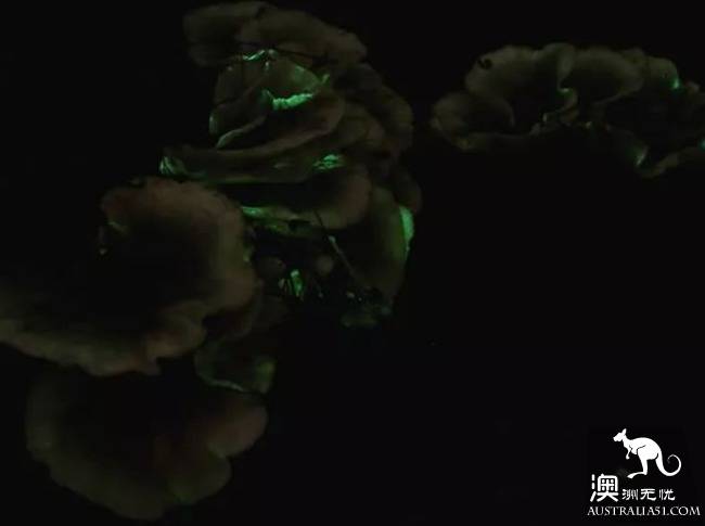 幽灵蘑菇，黑夜中的精灵，带上装备，一起去南澳森林探险