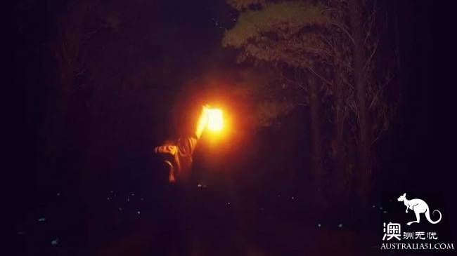幽灵蘑菇，黑夜中的精灵，带上装备，一起去南澳森林探险
