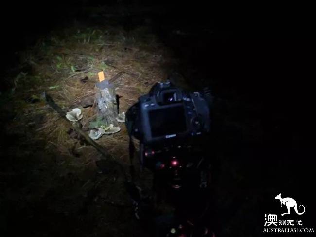 幽灵蘑菇，黑夜中的精灵，带上装备，一起去南澳森林探险