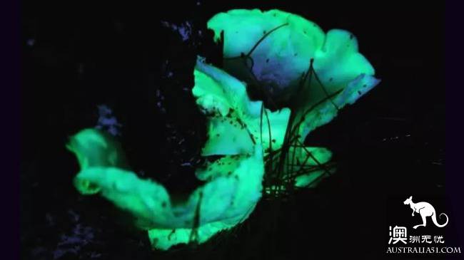 幽灵蘑菇，黑夜中的精灵，带上装备，一起去南澳森林探险