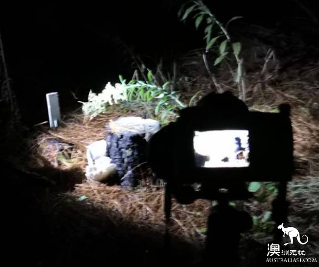 幽灵蘑菇，黑夜中的精灵，带上装备，一起去南澳森林探险