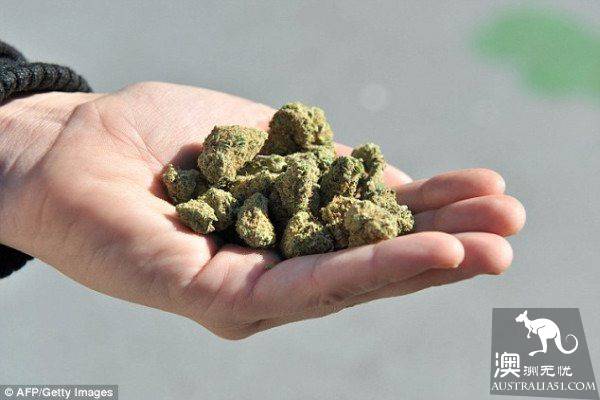 澳洲是世界上大麻使用者比例最高的国家之一！应效仿加拿大，将大麻合法化？