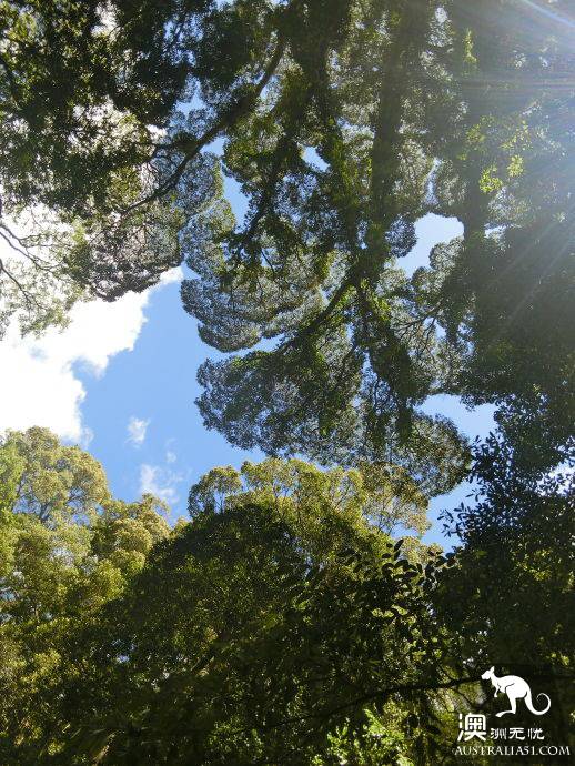 悉尼自驾游记:Jervis Bay,沙滩比基尼和拍照攻略