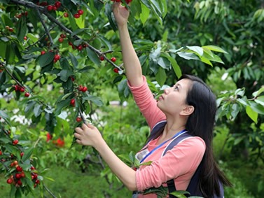 吃货注意!阿德莱德最全的樱桃采摘攻略和果园介绍新鲜出炉了