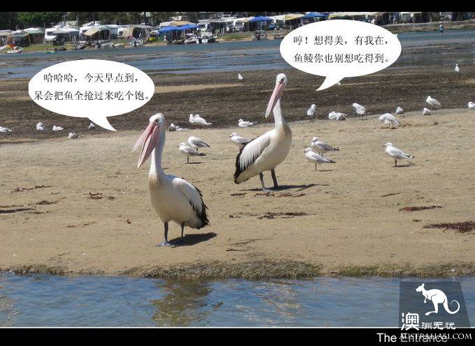 悉尼周边游记:The Entrance塘鹅喂食秀