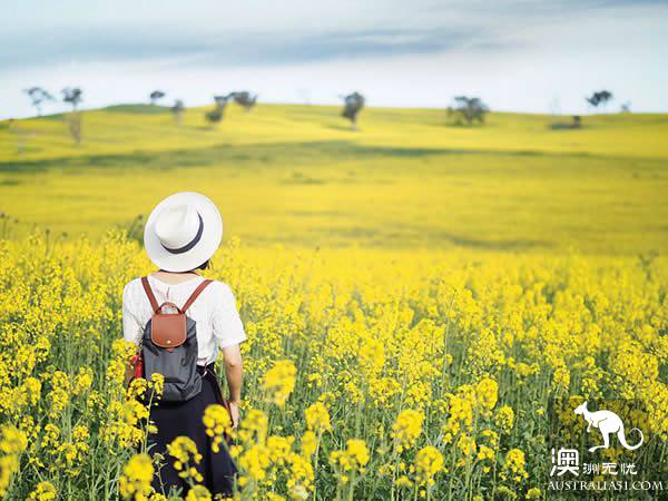 悉尼Cowra赏油菜花全攻略！我和春天有个金色的约会