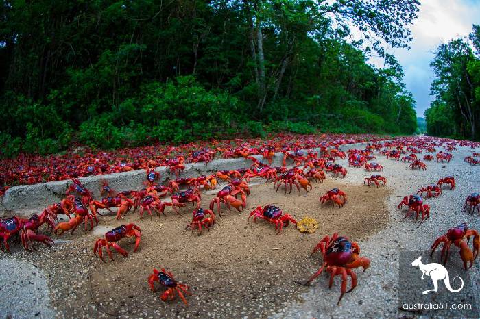 震撼多图!“红色浪潮”袭击澳洲圣诞岛,那景象,举世罕见
