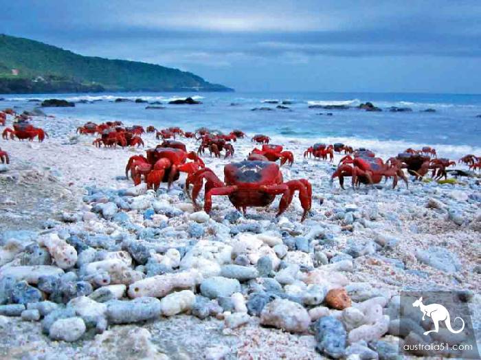 震撼多图!“红色浪潮”袭击澳洲圣诞岛,那景象,举世罕见