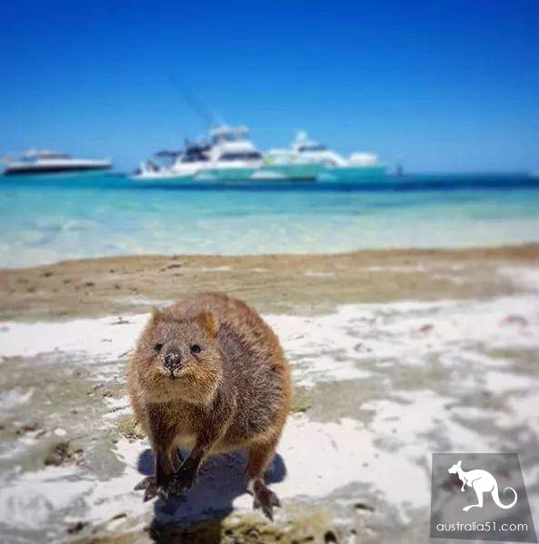 罗特尼斯岛全方位旅行“白皮书”，遇见小萌物短尾袋鼠Quokka吧！