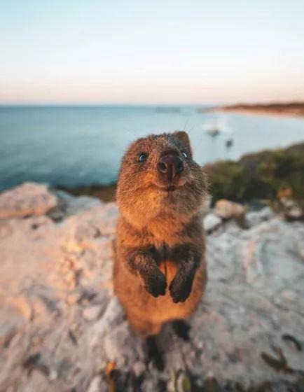 罗特尼斯岛全方位旅行“白皮书”，遇见小萌物短尾袋鼠Quokka吧！
