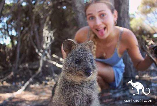 罗特尼斯岛全方位旅行“白皮书”，遇见小萌物短尾袋鼠Quokka吧！