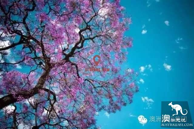 布里斯班又要让全世界嫉妒了!十月的布村是紫色的童话世界