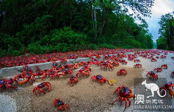 震撼多图!“红色浪潮”袭击澳洲圣诞岛,那景象,举世罕见