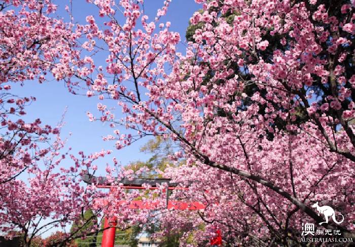 开春啦,悉尼周边“拈花惹草”全攻略,你学会了吗?