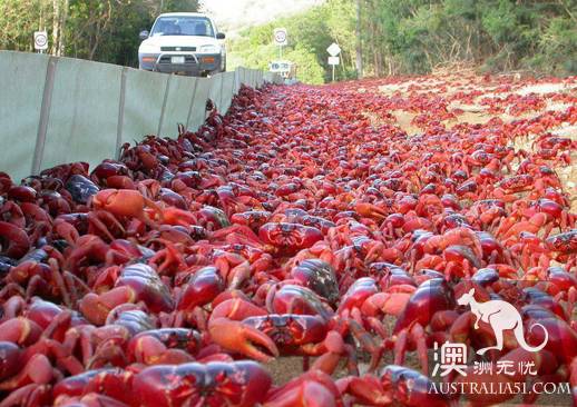 震撼多图!“红色浪潮”袭击澳洲圣诞岛,那景象,举世罕见