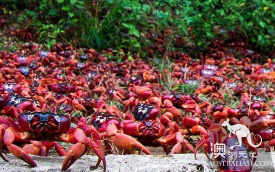 震撼多图!“红色浪潮”袭击澳洲圣诞岛,那景象,举世罕见