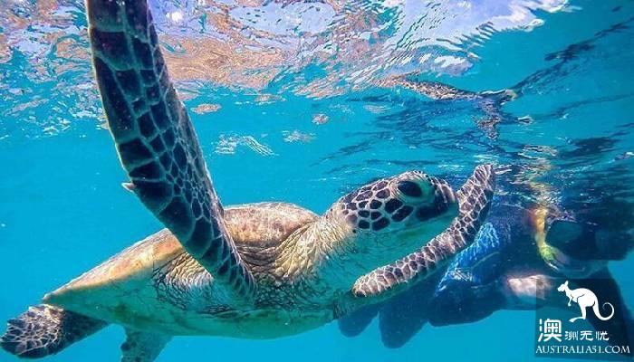 私藏的绝美珊瑚礁:怀抱中的马斯格雷夫夫人岛(Lady Musgrave Island)