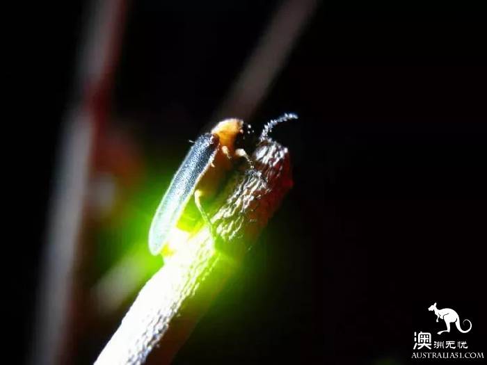 墨尔本最全萤火虫观赏攻略,开车2小时!一起去Melba Gully看满目的萤火虫