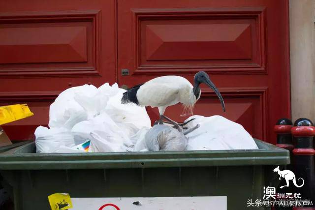 终于知道澳洲街头的“垃圾鸟”叫什么了,然而政府却开始下令捕杀