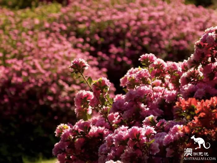 正式入春!墨尔本这些赏花圣地美若仙境!收起来一个个打卡!