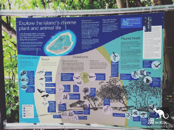 私藏的绝美珊瑚礁:怀抱中的马斯格雷夫夫人岛(Lady Musgrave Island)