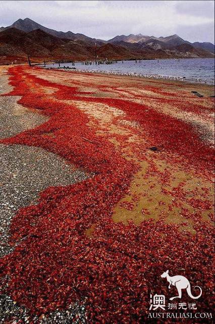 震撼多图!“红色浪潮”袭击澳洲圣诞岛,那景象,举世罕见