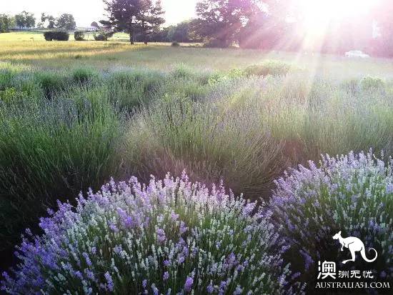 开春啦,悉尼周边“拈花惹草”全攻略,你学会了吗?