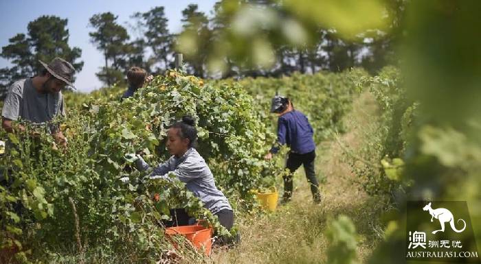 打工度假签证新政:3年签出台,续签要求放宽