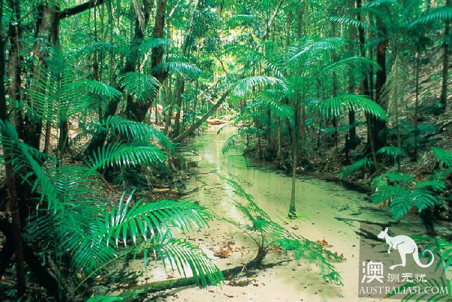 美丽的世外桃源:世界遗产费沙岛(Fraser Island)攻略