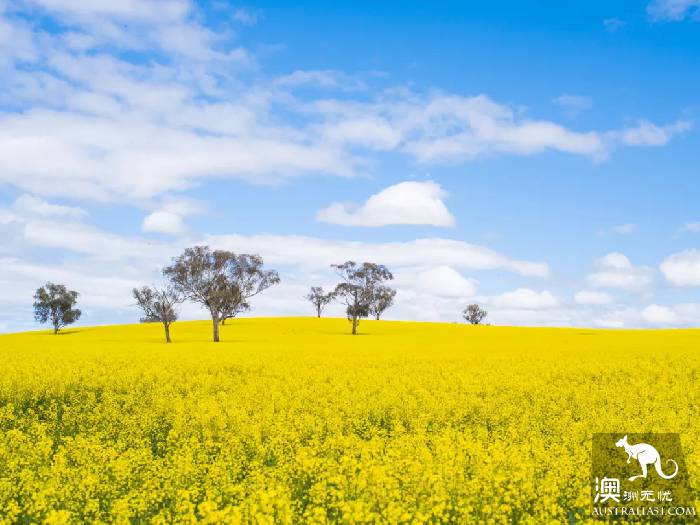 开春啦,悉尼周边“拈花惹草”全攻略,你学会了吗?