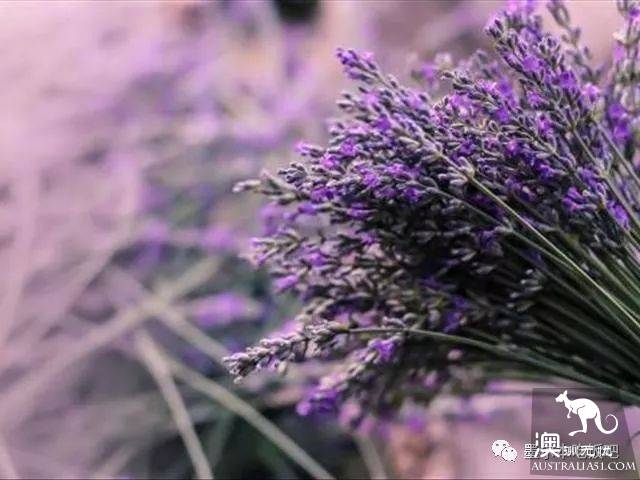 维州四大著名薰衣草花海最强攻略!瞬间穿越到普罗旺斯