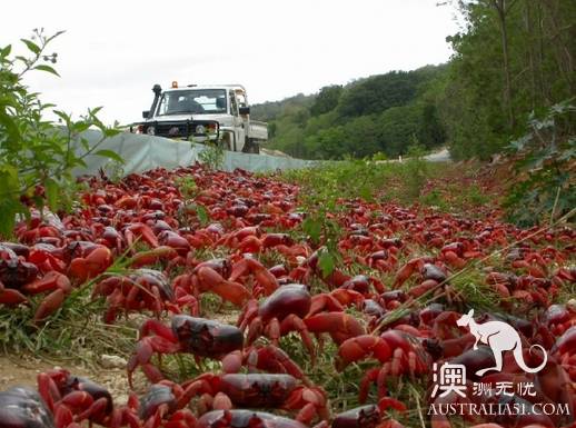 震撼多图!“红色浪潮”袭击澳洲圣诞岛,那景象,举世罕见