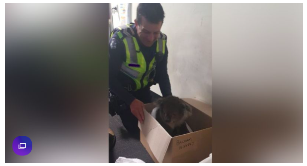 受伤考拉获警员救助，乘机过了把警官瘾