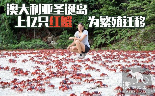 震撼多图!“红色浪潮”袭击澳洲圣诞岛,那景象,举世罕见