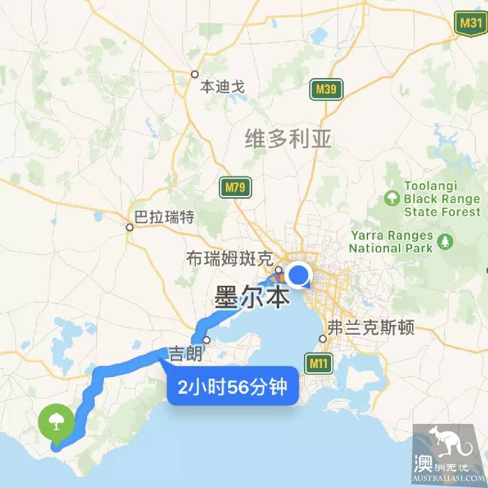 墨尔本最全萤火虫观赏攻略,开车2小时!一起去Melba Gully看满目的萤火虫